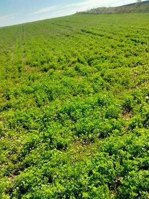 Vând pământ intravilan în comuna Riciu  - imagine 7