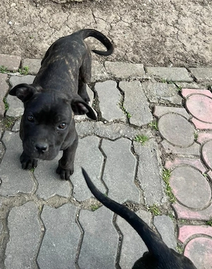 Cane Corso Fetiță  - imagine 3