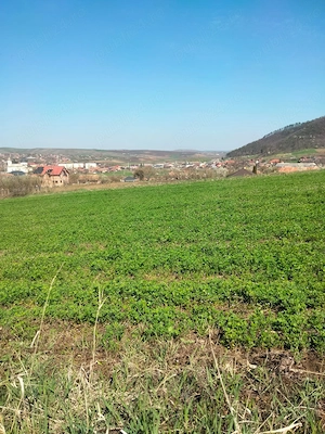Vând pământ intravilan în comuna Riciu 