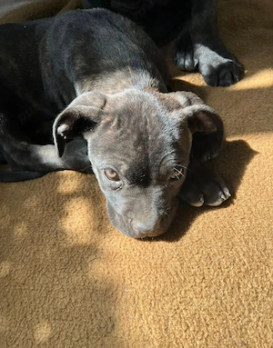 Cane Corso Fetiță  - imagine 2