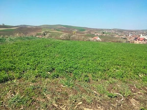 Vând pământ intravilan în comuna Riciu  - imagine 5