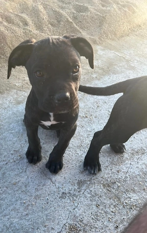 Cane Corso Fetiță  - imagine 4