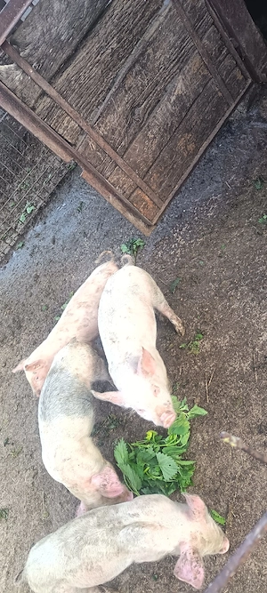 Vind purcei  - imagine 2