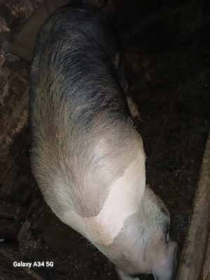 Porc gras  - imagine 2