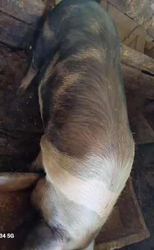 Porc gras  - imagine 3