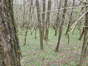 Pădure salcâm 30 ani - imagine 4