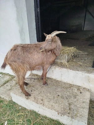 vand capra la prima fatare cu ied de tinut 