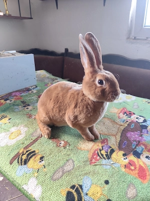 Iepurași Rex Galben, Castor și Albastru - imagine 5