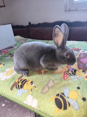 Iepurași Rex Galben, Castor și Albastru - imagine 2