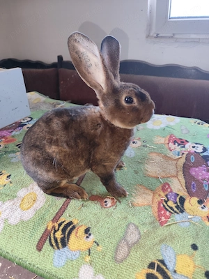 Iepurași Rex Galben, Castor și Albastru - imagine 3