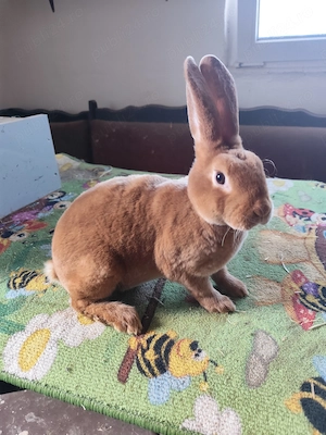 Iepurași Rex Galben, Castor și Albastru - imagine 4