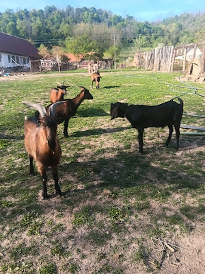 vand capre pentru lapte si 2 tapi tineri - imagine 2