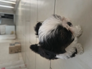 Shih tzu jucausi - imagine 4