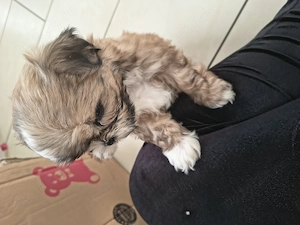 Shih tzu jucausi - imagine 2
