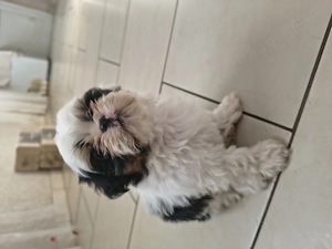 Shi tzu pui iubitori - imagine 5