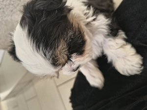 Shih tzu jucausi - imagine 3