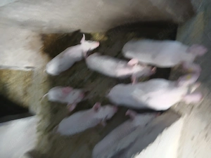 Vînd purcei landras - imagine 2