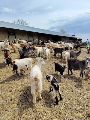 Capre de vanzare - imagine 4