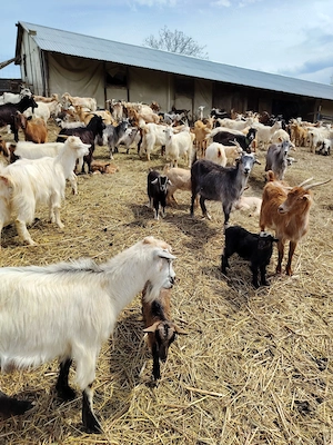 Capre de vanzare - imagine 3