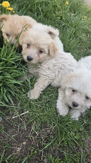 Bichoni Maltez - imagine 5