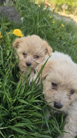 Bichoni Maltez - imagine 2