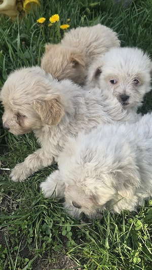 Bichoni Maltez - imagine 4