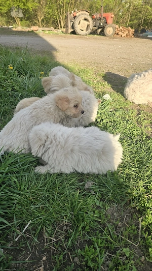 Bichoni Maltez - imagine 3