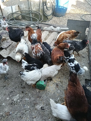 pui , motati cu barba si normali - imagine 3