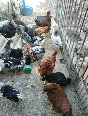 pui , motati cu barba si normali - imagine 5