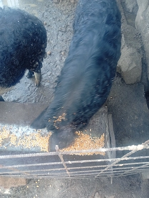 Mangalița  de vânzare  - imagine 2