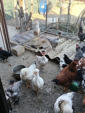 pui , motati cu barba si normali - imagine 4