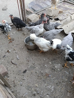 pui , motati cu barba si normali - imagine 2