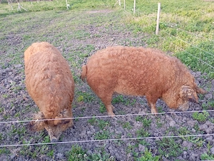 Vând porc de Mangalița 