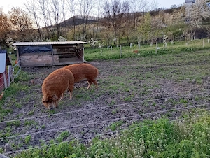 Vând porc de Mangalița  - imagine 4