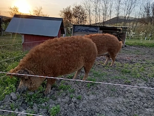 Vând porc de Mangalița  - imagine 2