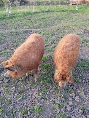 Vând porc de Mangalița  - imagine 3