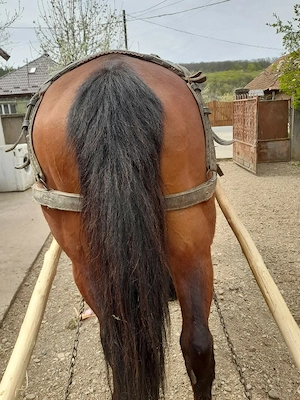 iapa buna cuminte - imagine 2