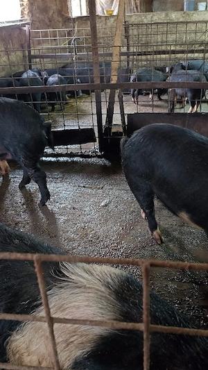 Porci bazna  - imagine 2