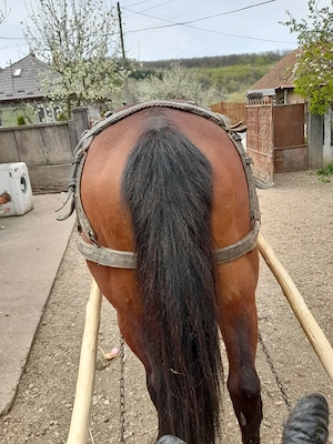 iapa buna cuminte - imagine 3