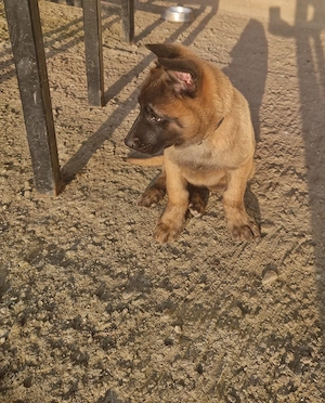 Pui ciobănesc belgian malinois 