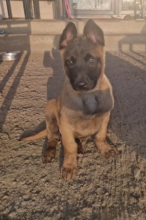 Pui ciobănesc belgian malinois  - imagine 2