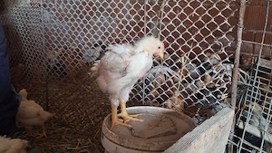 Vând pui albi de carne  - imagine 3