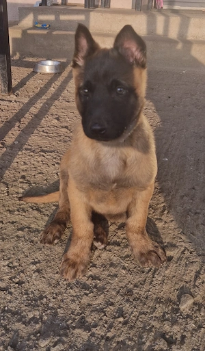 Pui ciobănesc belgian malinois  - imagine 3