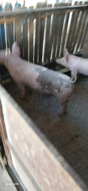 Vind purcei. - imagine 3