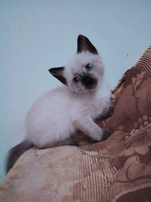 Pisoi  siameze  - imagine 2