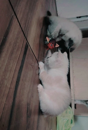 Pisoi  siameze  - imagine 4