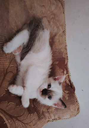 Pisoi  siameze  - imagine 3