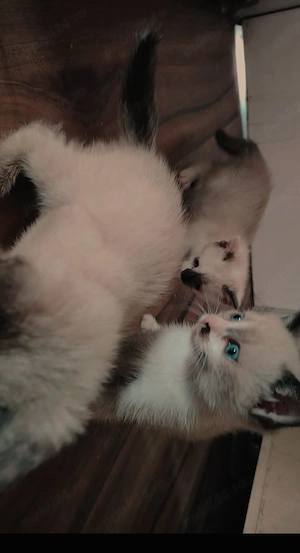 Pisoi  siameze  - imagine 5