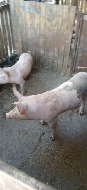 Vind purcei. - imagine 2