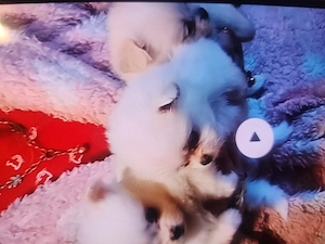 Pomeranian toy super